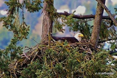 Eagle Nest