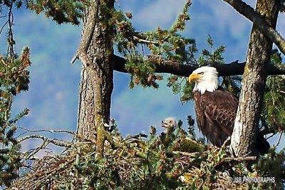 Eagle Nest