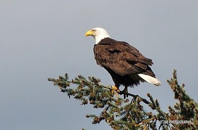 Skinner Butte Eagle Gallery