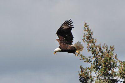 Skinner Butte Eagle