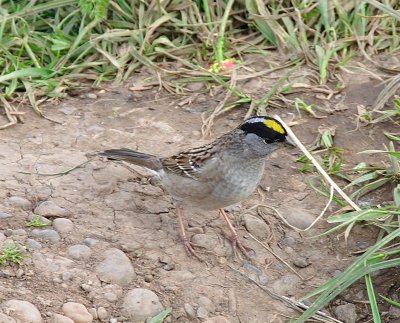 Gold Crowned Sparrow