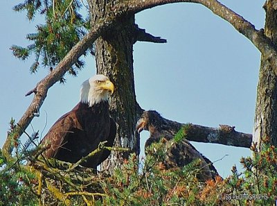 Eagle & baby