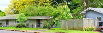 Tree fell on house