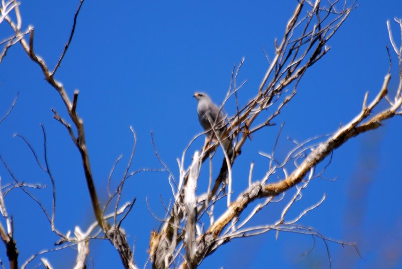 GRAY HAWK