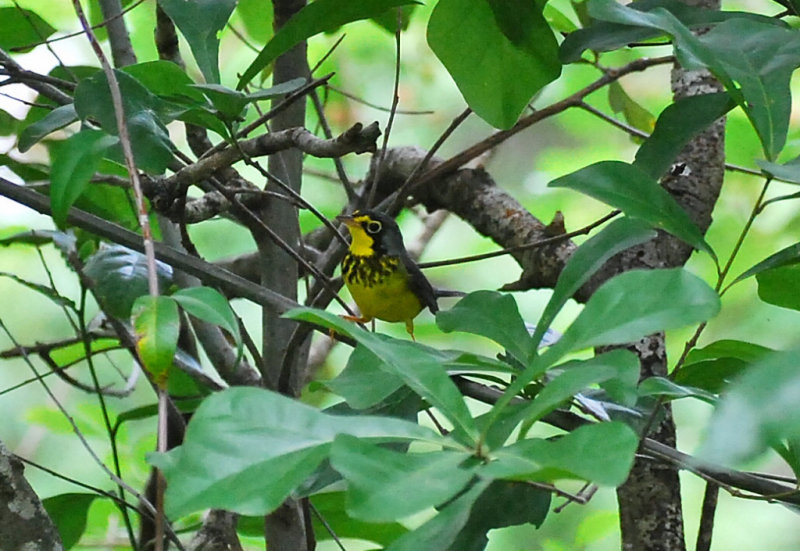 Canada Warbler