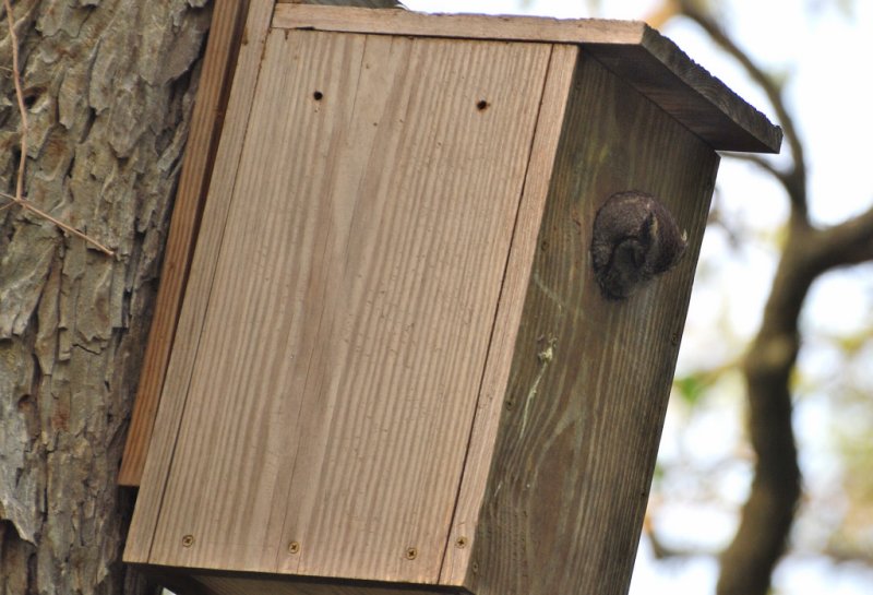 Eastern Screech Owl