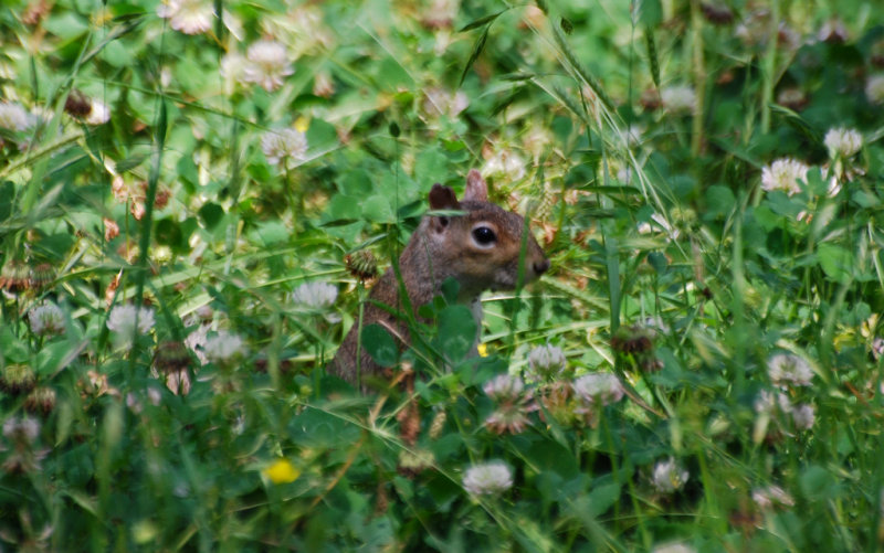 Squirrel