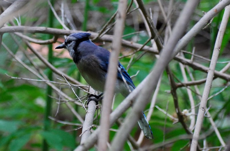 Blue Jay