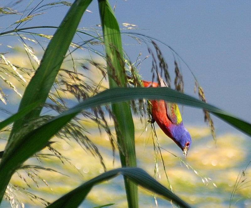 PAINTED  BUNTING