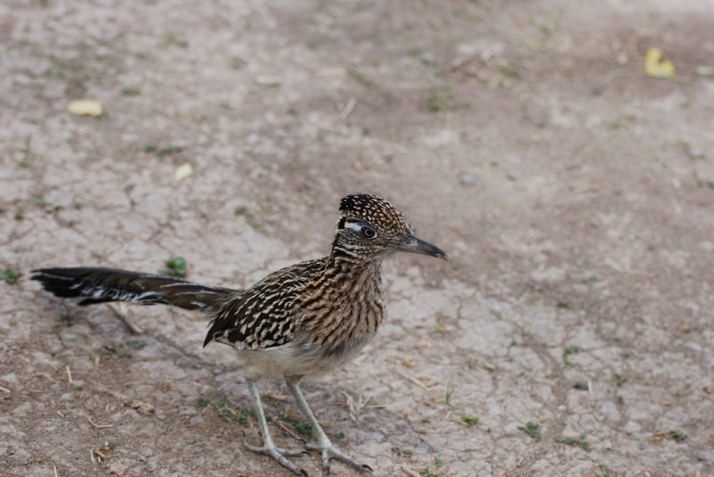Greater Roadrunner