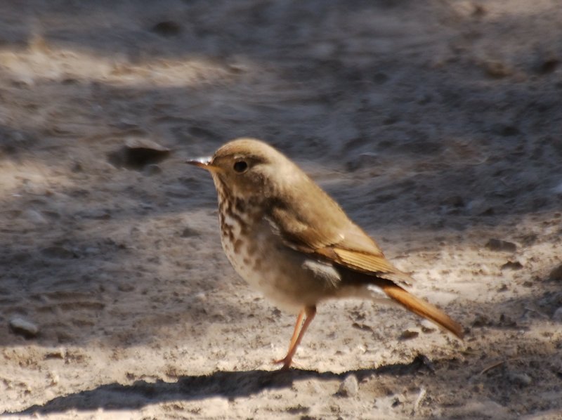 Hermit Thrush
