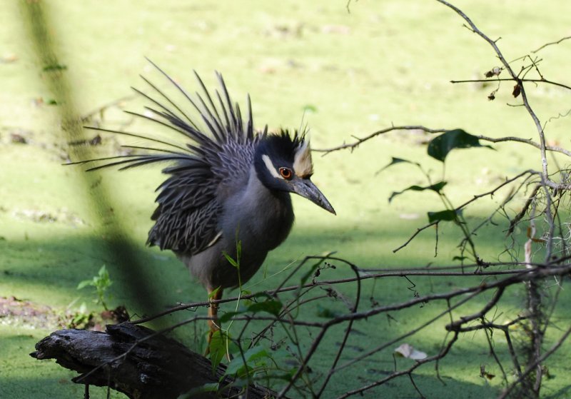 Yellow-crowned Night-Heron