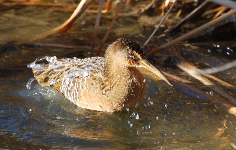 KING RAIL
