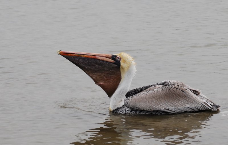 Brown Pelican