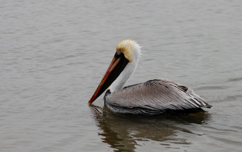 Brown Pelican