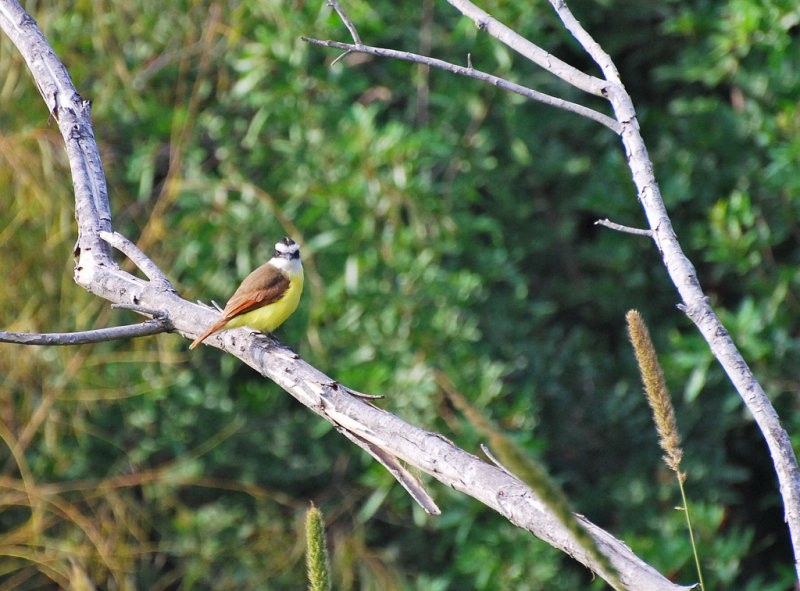 Kiskadee