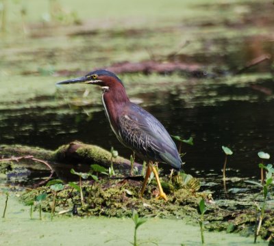 GREEN HERON