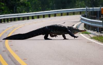 American Alligator