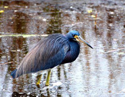 Tricolored Heron