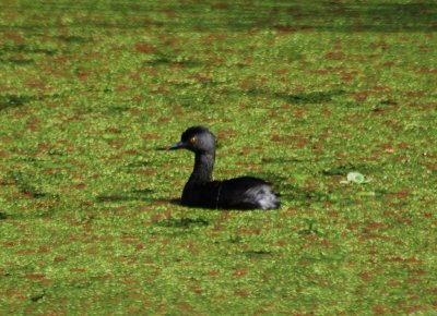 LEAST GREBE