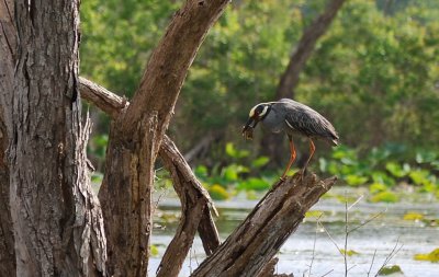 Yellow-crowned Night-Heron