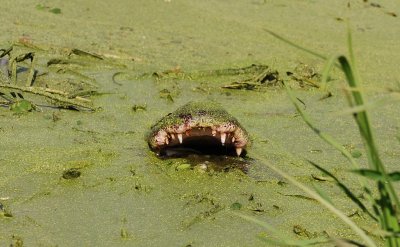 American Alligator