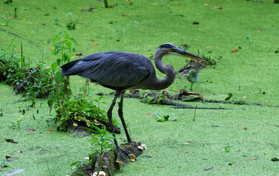 Tricolored Heron