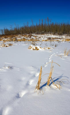 B8X12516.jpg