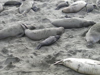 Sleeping Elephant Seals