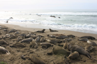 Elephant Seals