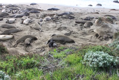More Elephant Seals