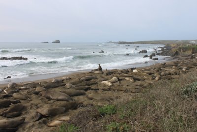 Even More Elephant Seals