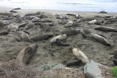 More Elephant Seals on the Northside