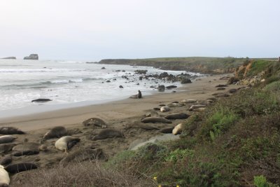 Northside Elephant Seals