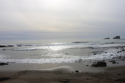 Northside Elephant Seals