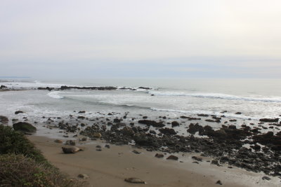 Northside Elephant Seals