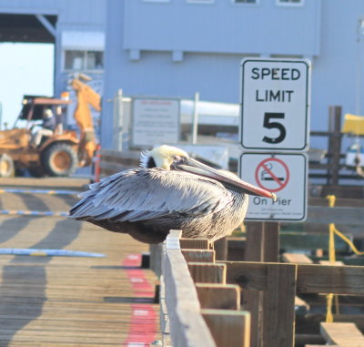 Napping Pelican