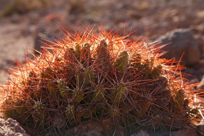 Atacama