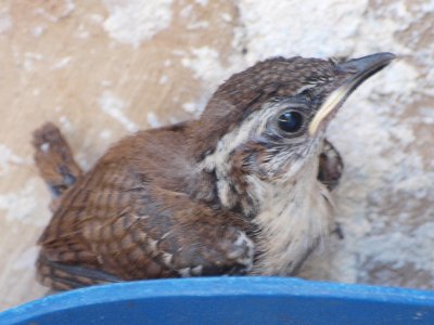 Baby Wren, just out of the nest