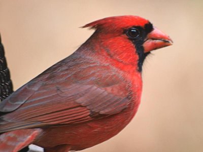 Cardinal