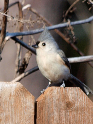 Tufted Titmouse on the Fence