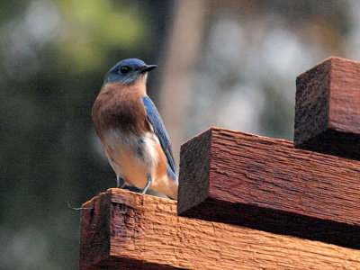 Bluebird