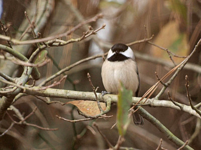 Chickadee