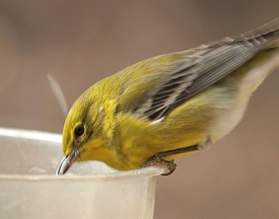 Pine Warbler