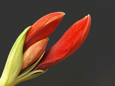 Amaryllis Blooms