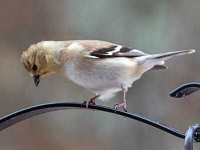 Goldfinch