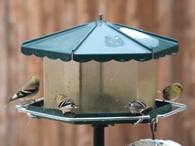 Group feeding time