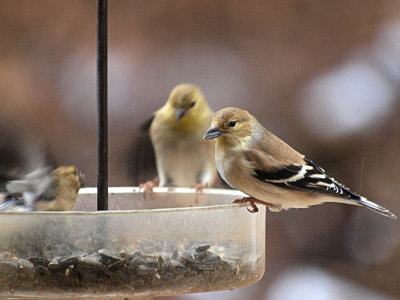 Goldfinch