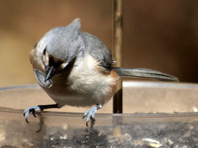 Titmouse