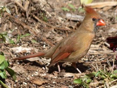 Lady cardinal